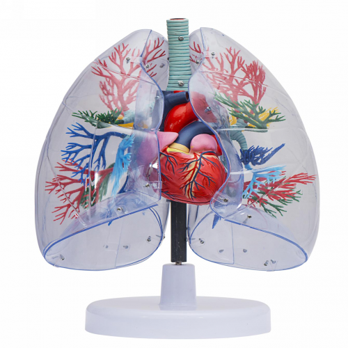 透明肺、氣管、支氣管連心臟模型